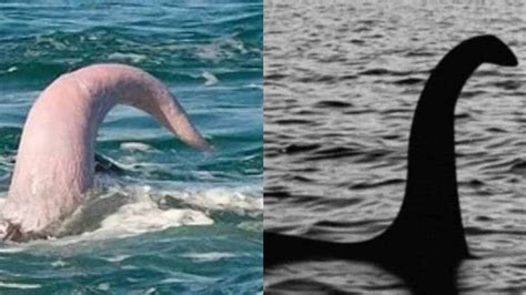 Sobre el pene de la ballena azul y otros penes de animales